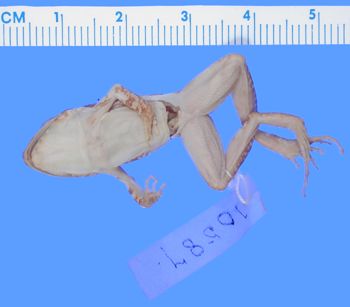 Media type: image; Herpetology A-10587